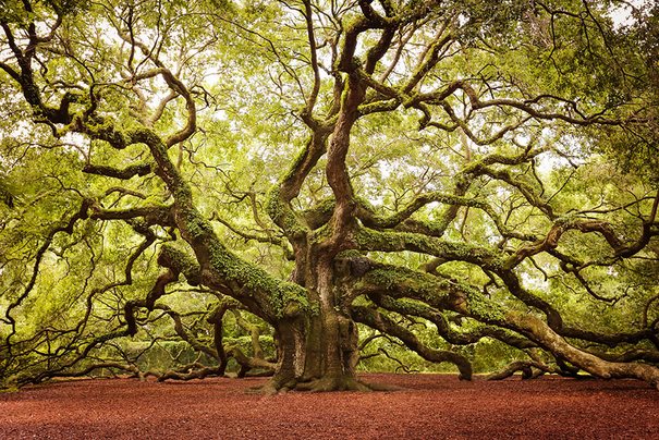 16 από τα ωραιότερα δέντρα του κόσμου