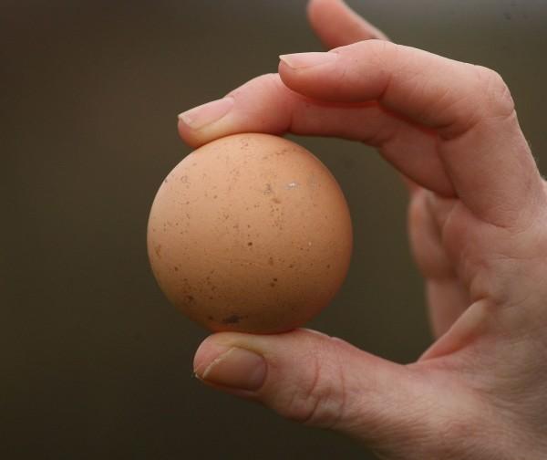 Τα αυγά της κότας ειναι 100% στρογγυλά και κάθε ημέρα το κάθε αυγό της ειναι ακριβώς το ίδιο!
