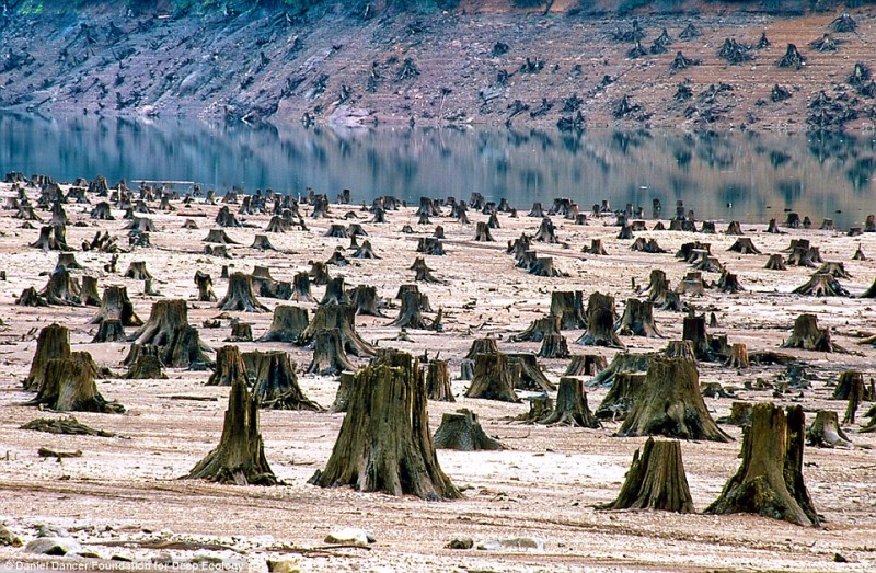 11 - Στο Oregon των Ηνωμένων Πολιτειών αυτό το δάσος χιλίων ετών, έπεσε θύμα αλυσοπρίονων για ένα νέο φράγμα.