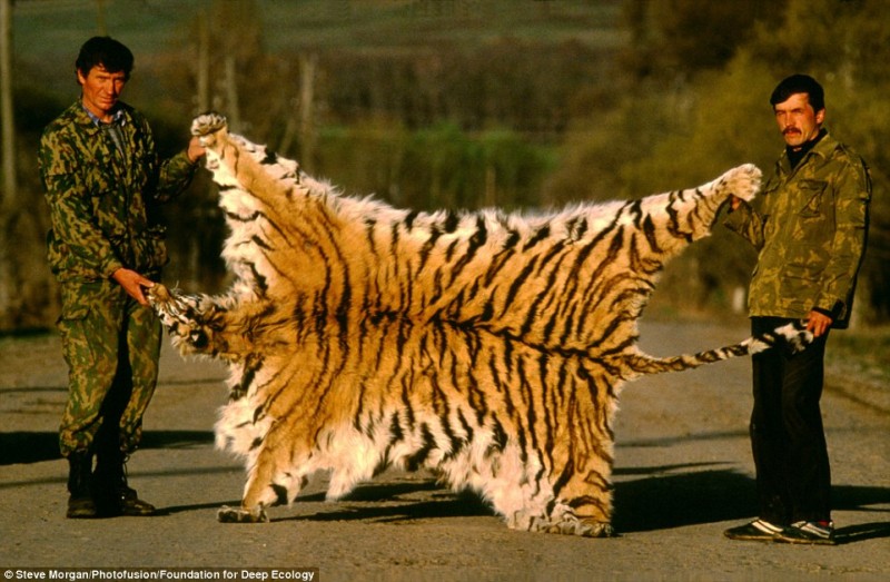 13 - Λαθροκυνηγοί ποζάρουν υπερήφανα με την γούνα μιας Σιβηριανής τίγρης.