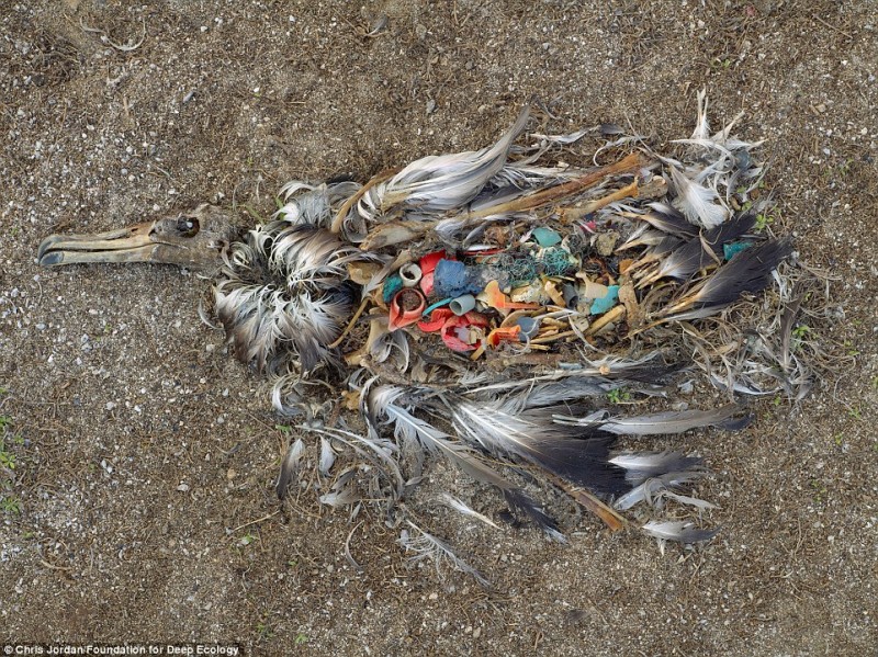 15 - Ένα νεκρό Albatross δείχνει τι συμβαίνει όταν εμείς ρυπαίνουμε. Ένας ζωντανός σκουπιδοτενεκές.