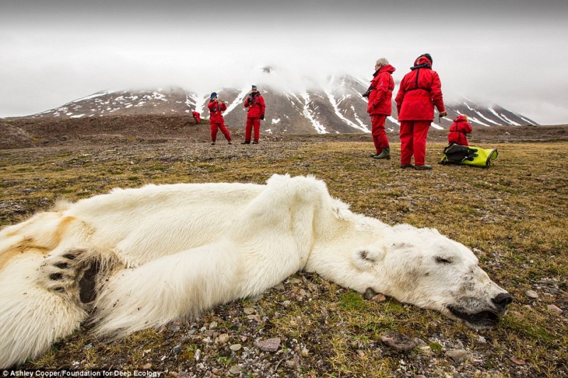 23 - Αυτή η πολική αρκούδα πέθανε από την πείνα, στο Svalvard της Νορβηγίας. Τα κομμάτια πάγου που εξαφανίζονται στερούν από τις αρκούδες και την κατοίκηση  και το φαγητό .