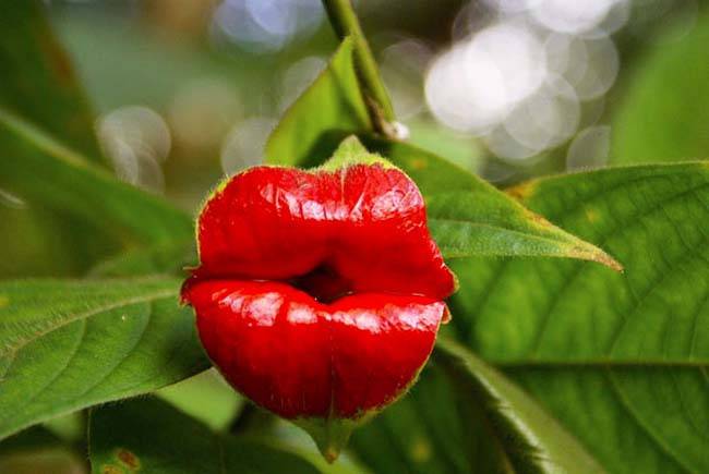 Hooker’s Lips (Psychotria Elata)