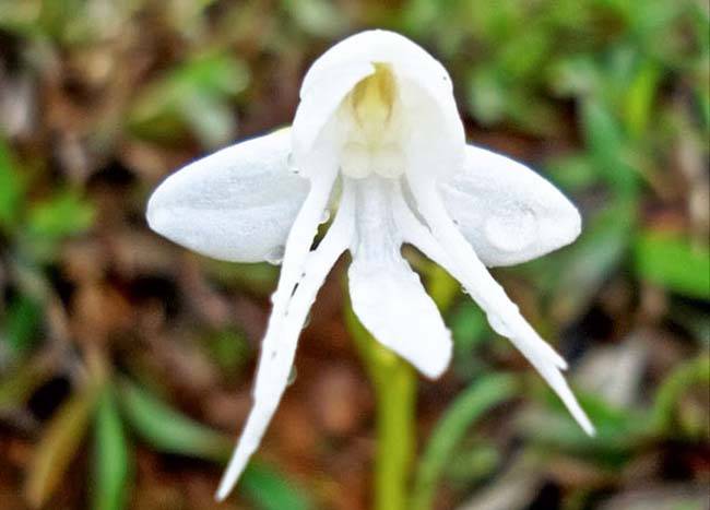 Angel Orchid (Habenaria Grandifloriformis)