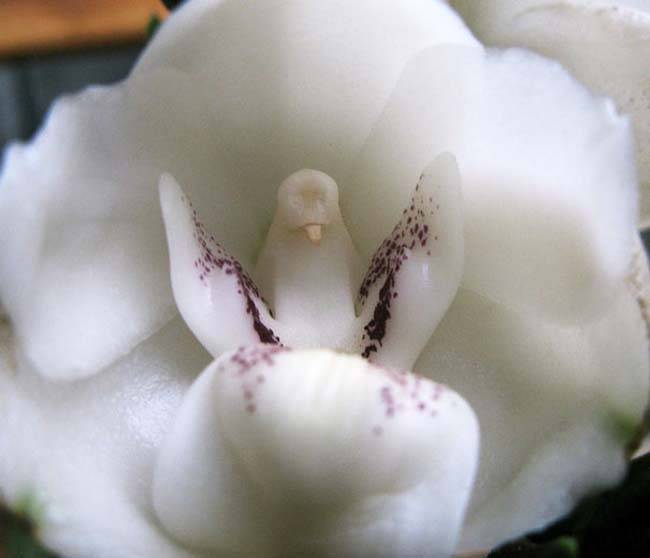 Dove Orchid (Peristeria Elata)
