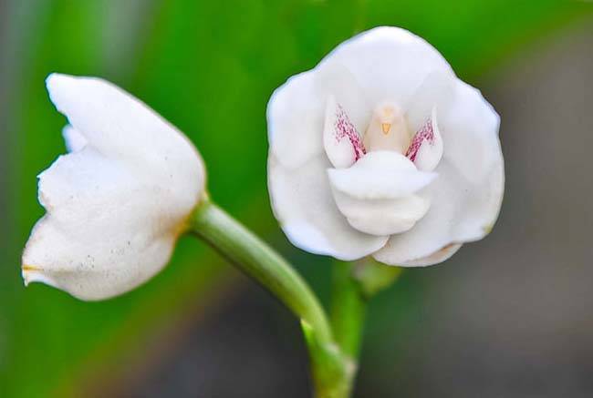Dove Orchid (Peristeria Elata)