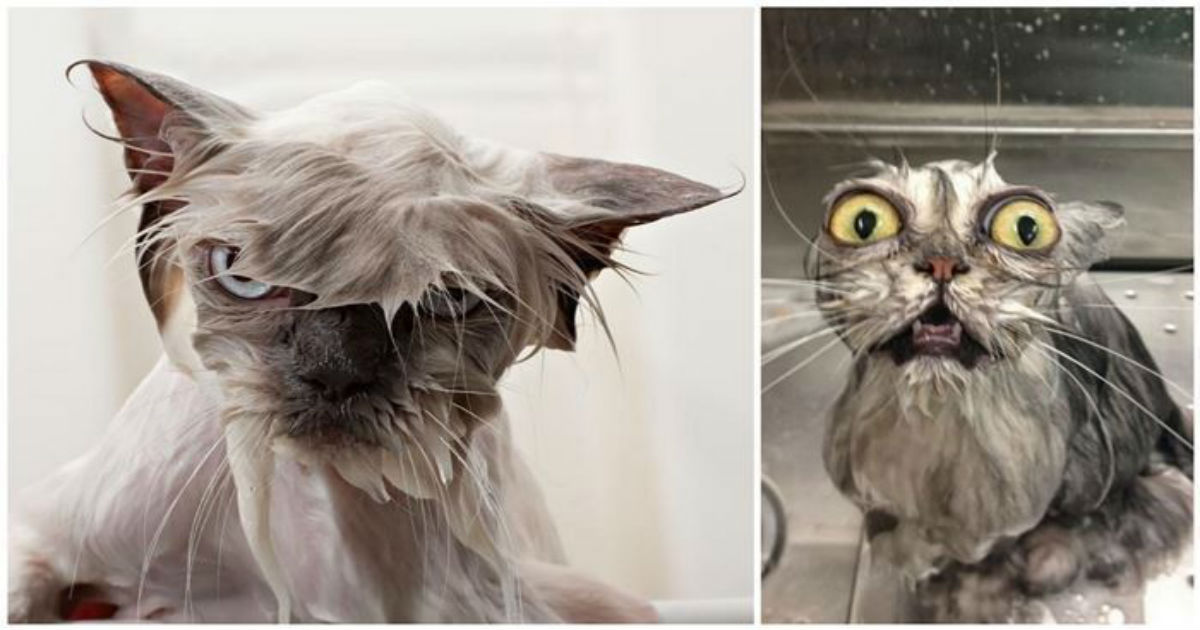 Почему 2 мокро. Мокрый кот. Смешной мокрый кот. Мокрая кошка. Смешные мокрые коты.