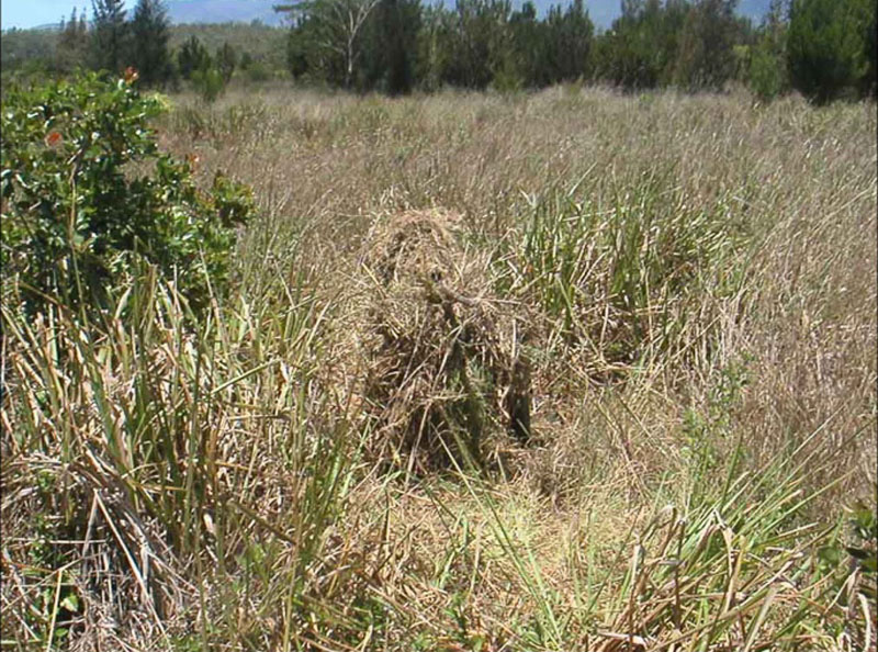 Soldier Camouflage Grass