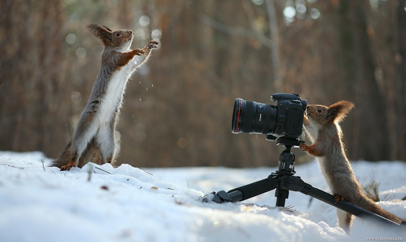 Фотограф зимой