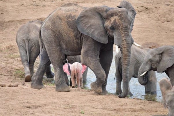 PIC BY NICKI COERTZE/ CATERS NEWS - (PICTURED: The adorable baby pink elephant with its herd.) - When you first glance at this photo youd be forgiven for thinking your eyes were playing tricks on you but no, this really is a PINK ELEPHANT! With his bright pink ears flapping in the wind, the tiny calf was spotted drinking from a river with its mother at Kruger National Park. The pink calf is believed to be an albino, an extremely rare phenomenon amongst African elephants. The rare sighting was made by tourist Nicki Coertze, 58, while on safari with his family in Shingwedzi.- SEE CATERS COPY