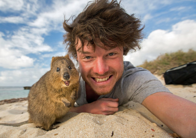 PIC BY @DAXON / CATERS NEWS - (PICTURED: Allan Dixon takes selfie with quokka) This real-life Dr. Dolittle walks with the animals, talks with the animals, and... TAKES SELFIES with them. Traveller Allan Dixon has amassed a hilarious collection of shots with a variety of exotic creatures. Included in the 29-year-olds collection are smiling snaps with the likes of kangaroos, quokkas, camels and sea lions. In some of the shots, Allan, who is originally from Wicklow, Ireland, can even be seen in festive poses, placing a Santa hat on himself or his furry friends. - SEE CATERS COPY