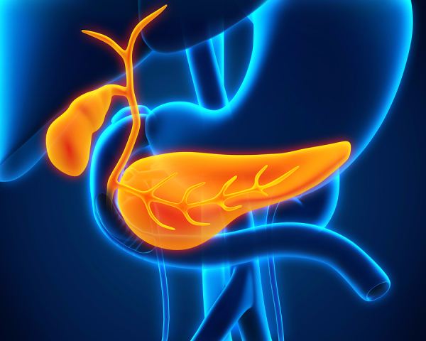bigstock Human Gallbladder and Pancreas 67991290