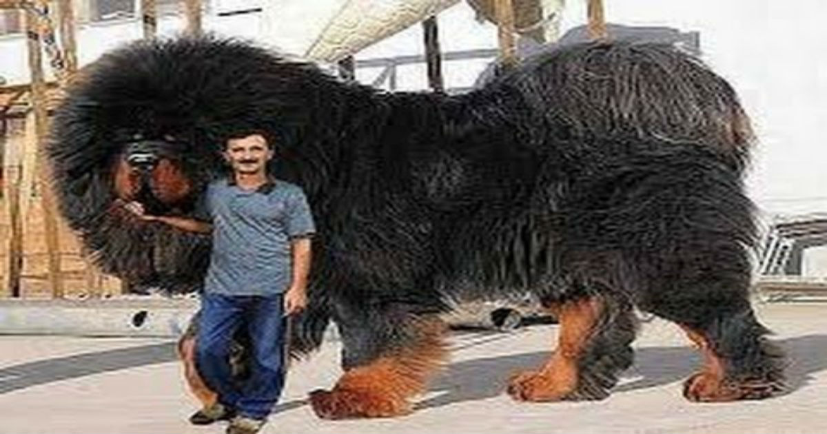 τα 10 πιο μεγαλα σκυλια στον κοσμο