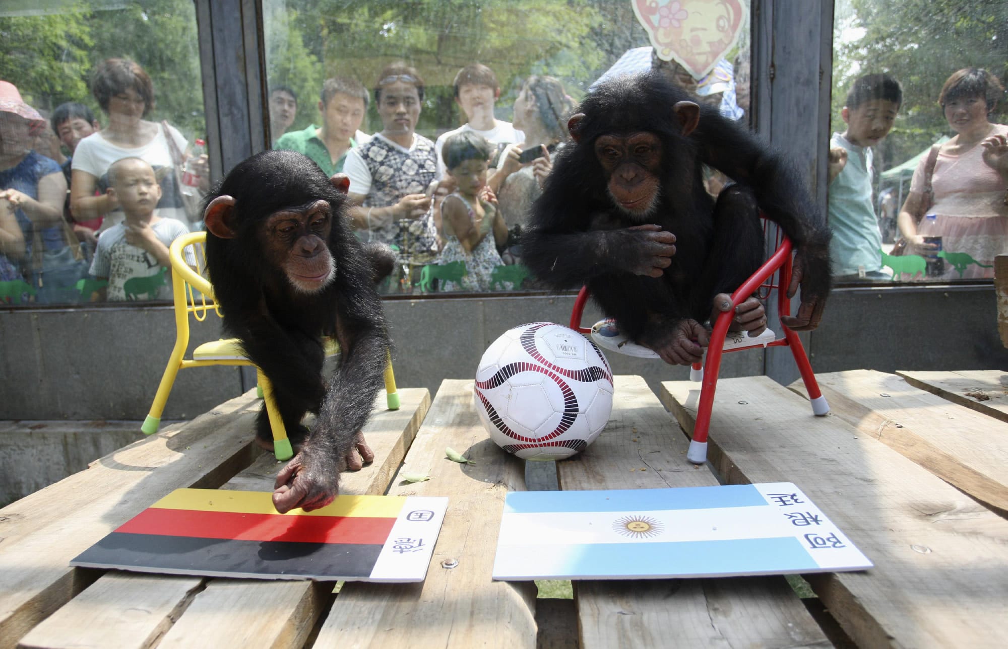 Chimpanzees Lili and Meimei during a prediction event of the results of 2014 World Cup final match between Germany and Argentina, at a zoo in Yantai