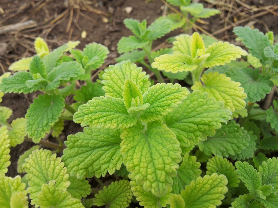 Farm Leaves Herb Garden Medicine Mint