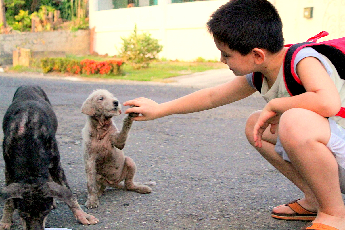 If you show kindness an animal it. Для детей. Животные. Бездомное животное и человек. Дети с бездомными животными. Спасение бездомных животных.