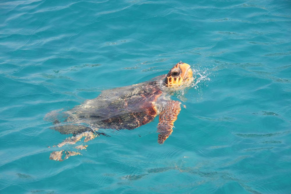 fanpage.gr : Sea turtle Zakynthos Greece Ζάκυνθος: Γιατί φέτος το καλοκαίρι πρέπει να επισκεφτείτε το κόσμημα του Ιονίου